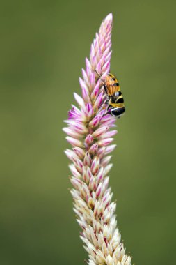 Arı görüntüsünü çiçek doğa arka plan üzerinde tünemiş. Böcek Anim