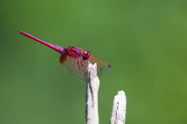Bir ağaç dalı doğa arka plan üzerinde tünemiş yusufçuk görüntüsünü