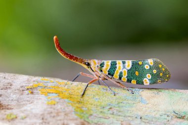 Image of Pyrops candelaria or lantern Fly on nature background.  clipart
