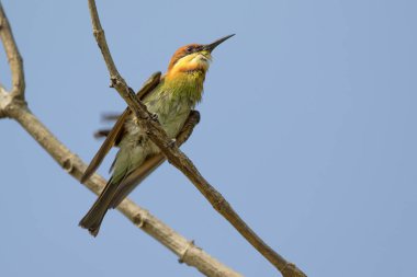 İmge-in kuş doğa backgrou dalda (yeşil arı kuşugiller)