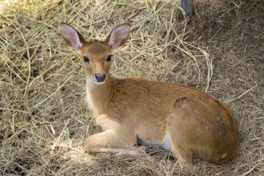 Görüntü bir geyik dinlenmek doğa arka plan üzerinde. vahşi hayvanlar.