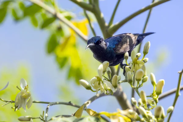 Imagen de un pájaro (sunbird púrpura). Animales salvajes . — Foto de Stock