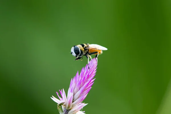 Bilden av bee uppe på blomma på natur bakgrund. Insekt Anim — Stockfoto