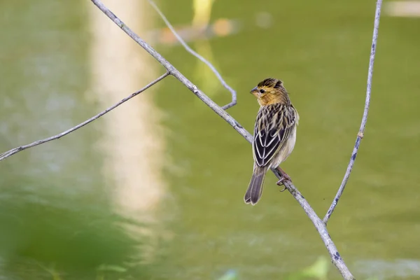 Image d'oiseau tisserand doré (femelle) sur la branche sur la nature retour — Photo