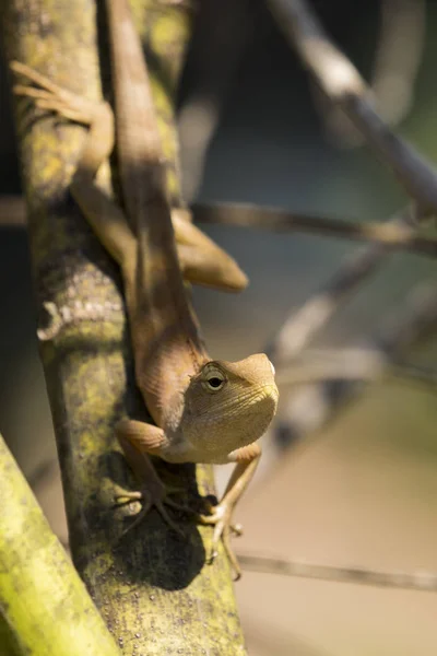 Kameleon na tle natura obraz. Gad — Zdjęcie stockowe