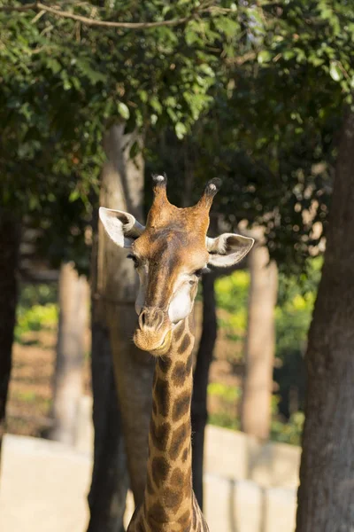 Bild av en giraff huvud på natur bakgrund. Vilda djur. — Stockfoto