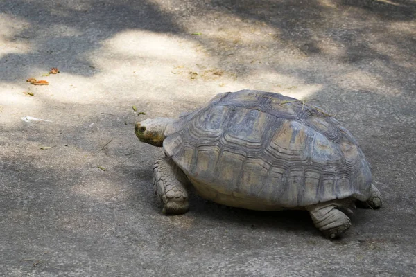Imagem de uma tartaruga no chão. (Geochelone sulcata) Réptil . — Fotografia de Stock