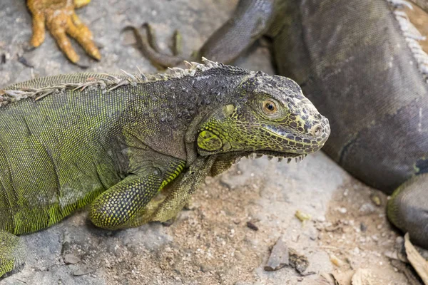 Obraz z iguana na tle przyrody. Dzikie zwierzęta. — Zdjęcie stockowe