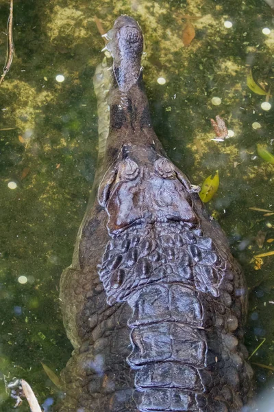 Obrázek gavial na vodě. Divoká zvířata. — Stock fotografie