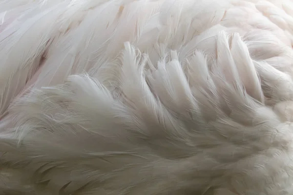 火烈鸟的羽毛，抽象背景毛皮。野生动物. — 图库照片