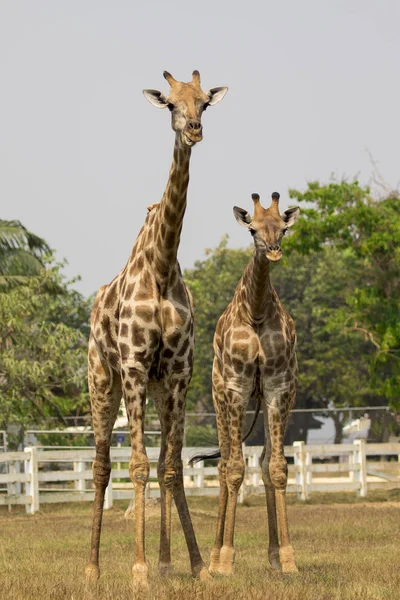 Bilden av en giraff på natur bakgrund. Vilda djur. — Stockfoto