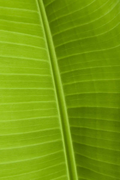 Background texture of banana leaf for your design — Stock Photo, Image