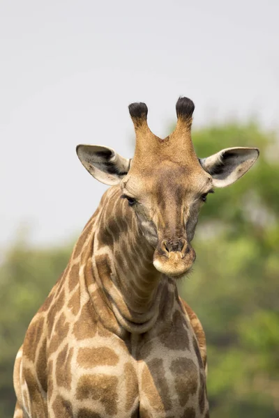 Wizerunek głowy żyrafa na tle przyrody. Dzikie zwierzęta. — Zdjęcie stockowe