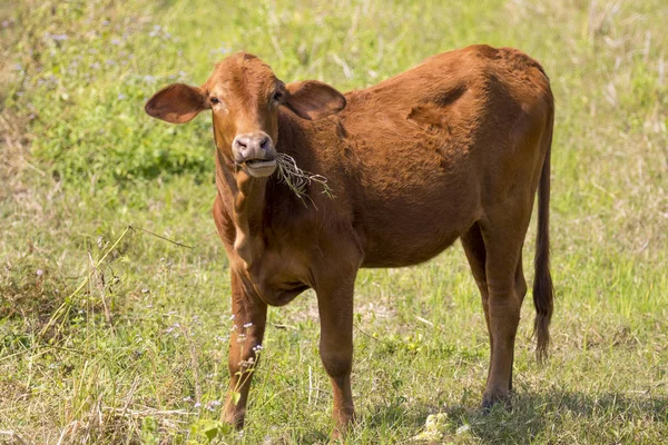 Image of brown cow on nature background. Farm Animal. — Stock Photo, Image