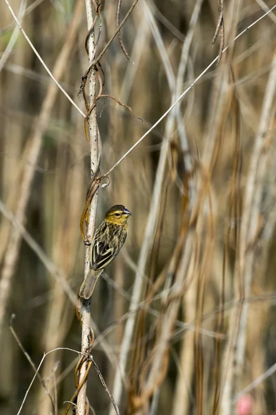 Obrázek zlatý weaver bird(Female) na větvi na zádech přírody — Stock fotografie