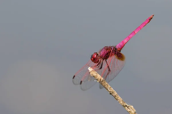 Mage of dragonfly perched on a tree branch on nature background. — Stock Photo, Image