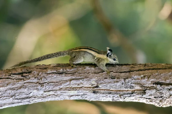 Εικόνα μικρό ριγέ τρωκτικό είδος σκίουρου στο δέντρο. Άγρια ζώα. — Φωτογραφία Αρχείου