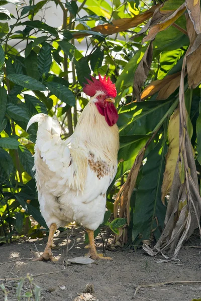 Imagen de un pollo sobre fondo natural. Animales de granja . —  Fotos de Stock