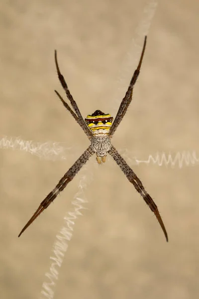 Imagem de aranha sobre um fundo marrom. Insetos Animais . — Fotografia de Stock