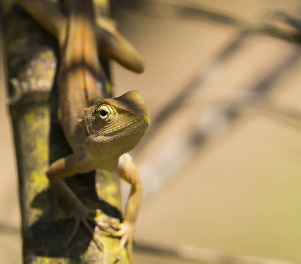 Kameleon na tle natura obraz. Gad — Zdjęcie stockowe