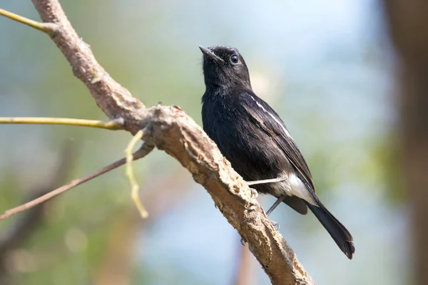 Image of birds perched on the branch. Wild Animals. Pied Bushcha — Stock Photo, Image