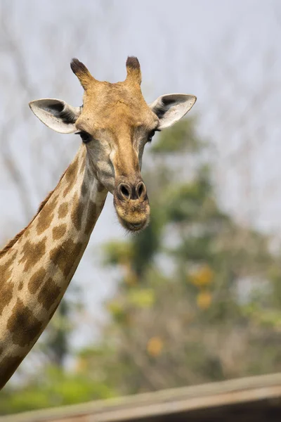 Imagen de una cabeza de jirafa en el fondo de la naturaleza. Animales salvajes . —  Fotos de Stock