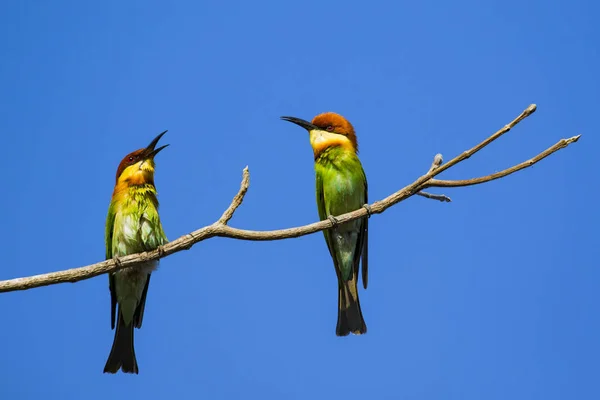 Imagem de pássaro no galho no fundo do céu. Animais Selvagens. Che — Fotografia de Stock