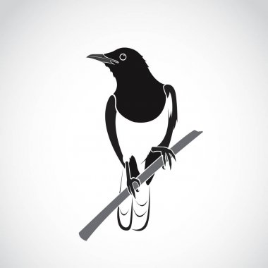 Beyaz arka plan üzerinde kuş vektör. Oryantal Magpie Robin (Copsy