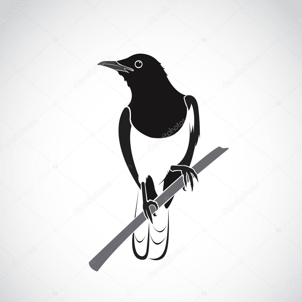 Vector of bird on white background. Oriental Magpie Robin (Copsychus saularis)