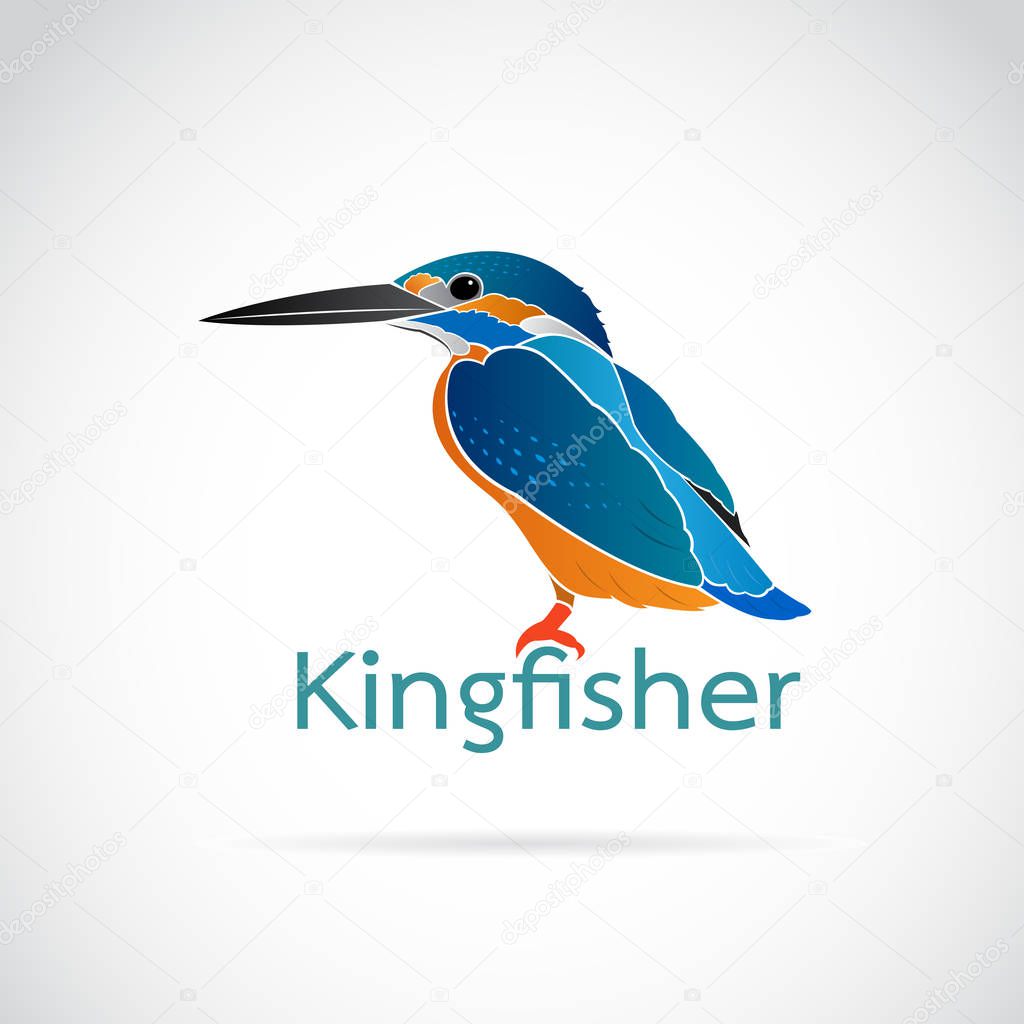 Vector of Common kingfisher (Alcedo atthis) on white background.