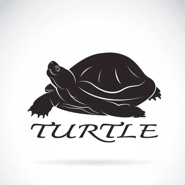 Vector de una tortuga sobre fondo blanco. Reptil Animal. — Vector de stock