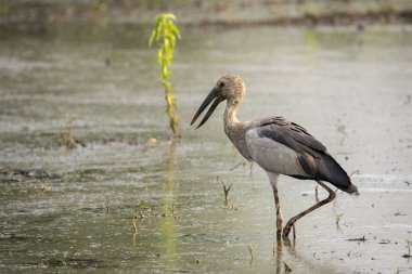 Asya openbill leylek doğal arka plan görüntüsü. Vahşi hayvan