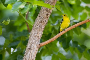 Görüntü bir kuş (Yeşil sırtlı sinekkapan; Ficedula elisae) üzerinde 