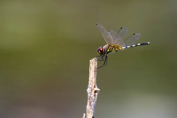 mage of dragonfly perched on a tree branch on nature background.