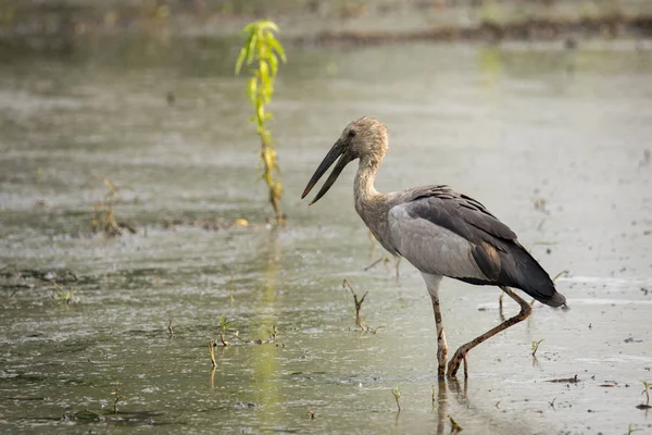 自然の背景にシロスキハシコウ コウノトリのイメージ。野生動物 — ストック写真