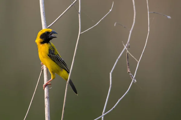Εικόνα του πουλιού (Ασιατική χρυσή weaver) στον κλάδο στην πλάτη της φύσης — Φωτογραφία Αρχείου