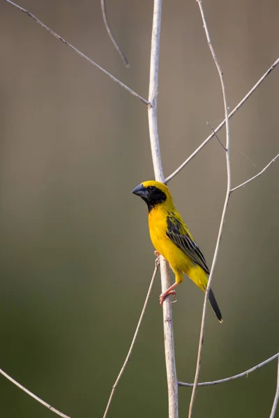 Image d'oiseau (tisserand doré asiatique) sur la branche sur la nature retour — Photo