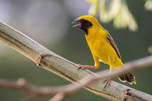 Image of bird (Asian golden weaver) on the branch on nature back