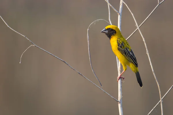 Εικόνα του πουλιού (Ασιατική χρυσή weaver) στον κλάδο στην πλάτη της φύσης — Φωτογραφία Αρχείου