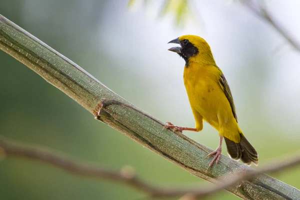 Bilden av fågel (asiatiska gyllene weaver) på grenen på naturen tillbaka — Stockfoto