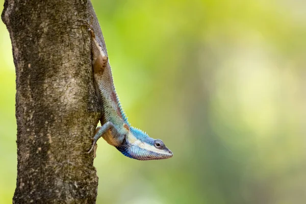 Изображение хамелеона на дереве на фоне природы. Рептилия — стоковое фото