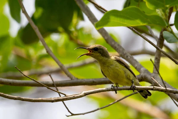 (Sunbird 올리브 지원, Yellow-bellied sunbird 새의 이미지). — 스톡 사진