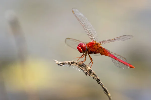 Mage i insektsordningen uppflugen på en trädgren på natur botten. — Stockfoto