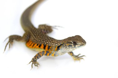 Kelebek Agama kertenkele (Leiolepis Cuvier) görüntü üzerinde beyaz arka