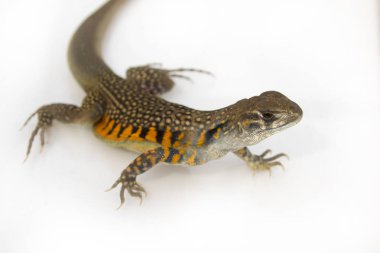 Kelebek Agama kertenkele (Leiolepis Cuvier) görüntü üzerinde beyaz arka