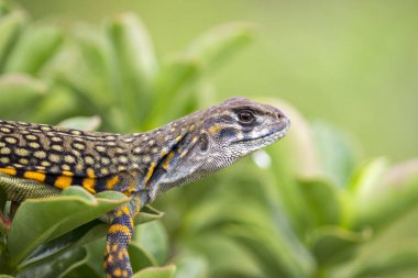 Kelebek Agama kertenkele (Leiolepis Cuvier) görüntü doğa üzerinde bac