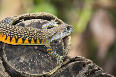 Kelebek Agama kertenkele (Leiolepis Cuvier) görüntü doğa üzerinde bac