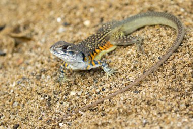 Kelebek Agama kertenkele (Leiolepis Cuvier) görüntü kum üzerinde. 