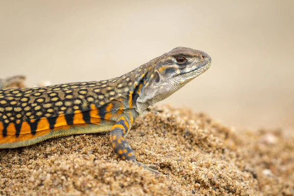 Imagen de Mariposa Agama Lagarto (Leiolepis Cuvier) en la arena . — Foto de Stock