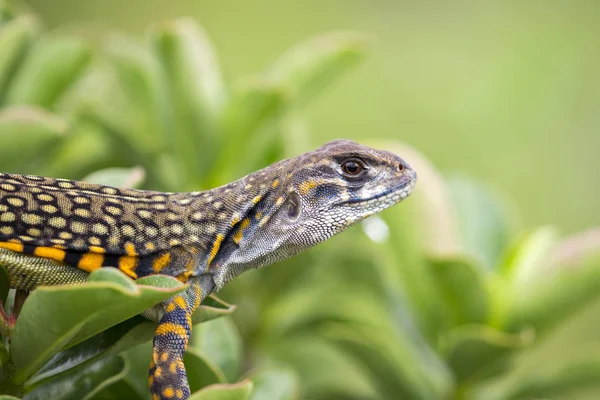 Изображение бабочки Агамы Ящерицы (Leiolepis Cuvier) на природном пляже — стоковое фото